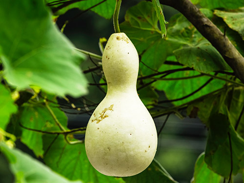 綠色生態(tài)5